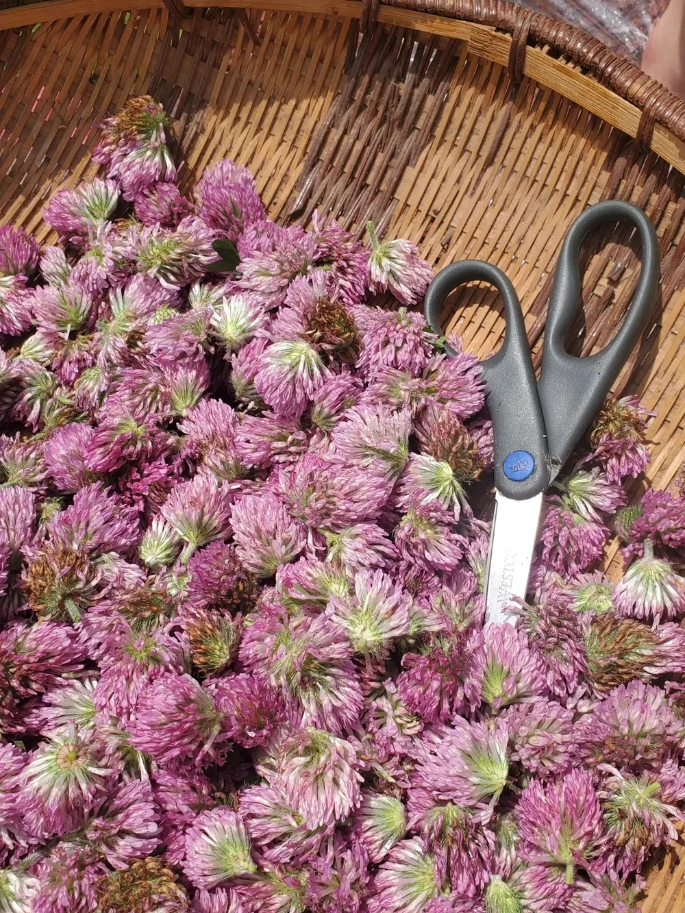 Red Clover Dried Herb